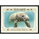 2021-22 Topps Allen and Ginter Rallying Back #RB-10 West Indian Manatee