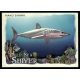 2021-22 Topps Allen and Ginte Deep Sea Shiver  #DSS-3 Mako Shark