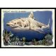 2021-22 Topps Allen and Ginte Deep Sea Shiver  #DSS-1 Great White Shark