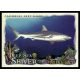 2021-22 Topps Allen & Ginter Deep Sea Shiver  #DSS-13 Caribbean Reef Shark