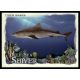 2021-2022 Topps Allen & Ginter Deep Sea Shiver  #DSS-4 Tiger Shark